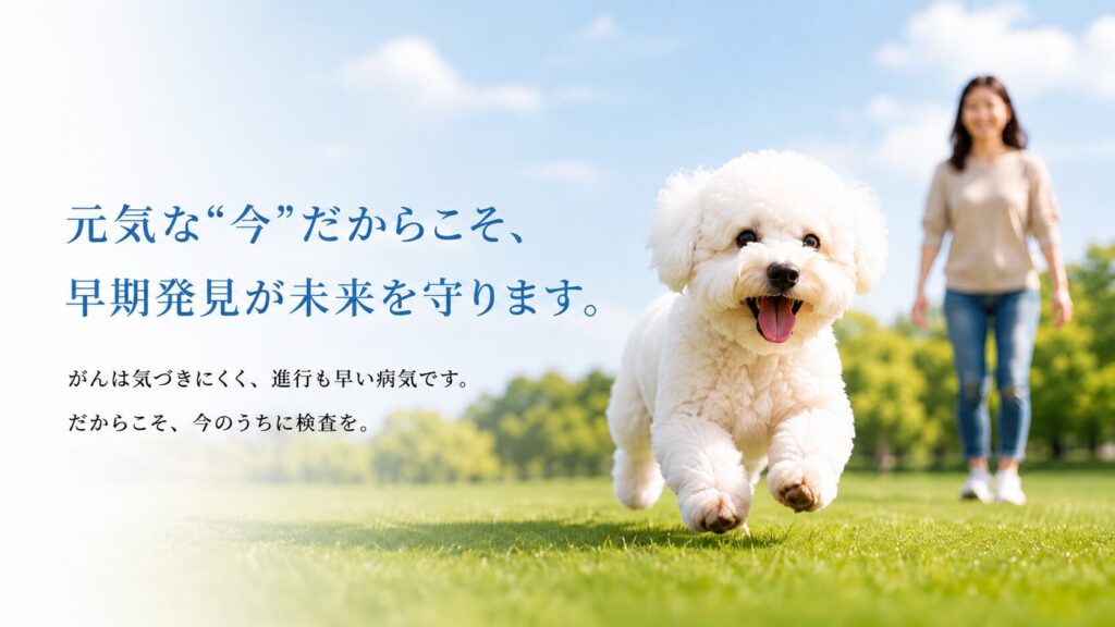 犬のがんリスク検査で健康管理するビションフリーゼ